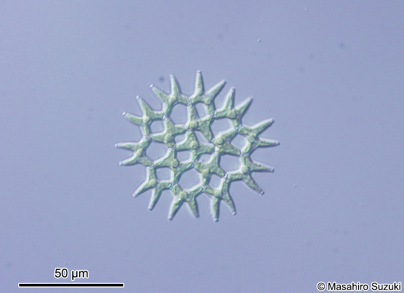 Lacunastrum gracillimum